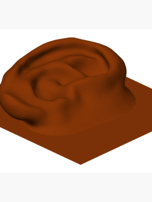 İnsan Kulağı Anatomik Model