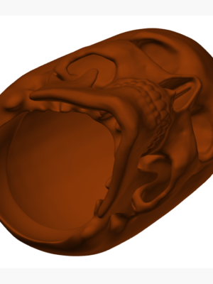 İnsan Kafatası Anatomik Model