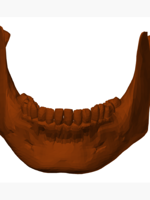 Dilimlenmiş Kafatası Anatomik Model