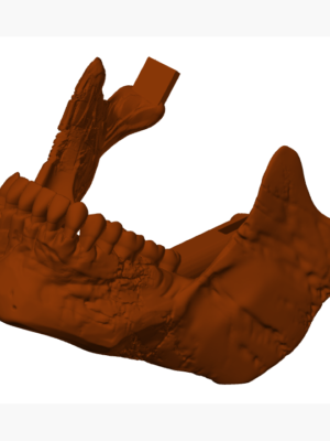 İnsan Kafatası Anatomik Model