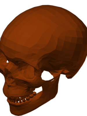 İnsan Kafatası Anatomik Model