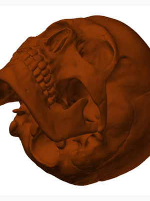 Anatomik İnsan Kafatası Heykeli