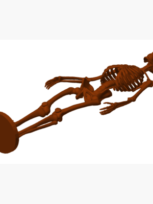 İnsan İskeleti Anatomik Model