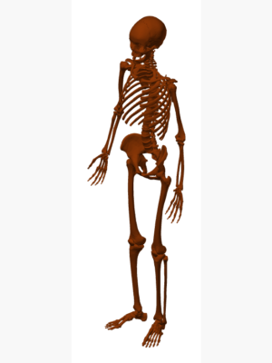Tam Vücut İnsan İskeleti Modeli