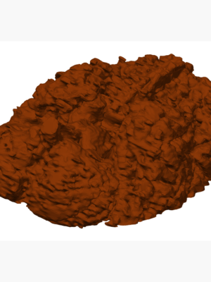 İnsan Beyin Anatomik Model