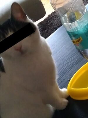 Kedi Su Havuzu Biblo Modeli