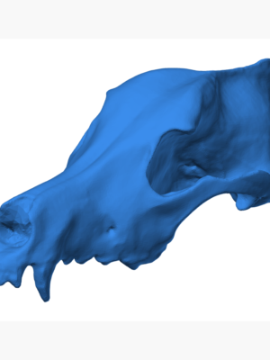 Köpek Kafatası Anatomik Model