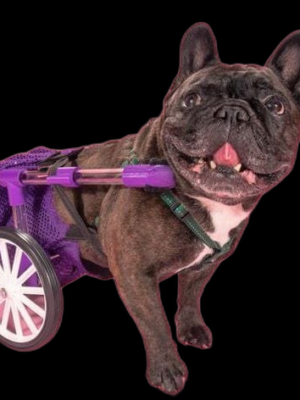 Köpekler İçin Tekerlekli Sandalye